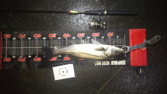 衣浦湾エリア フッコ57センチ