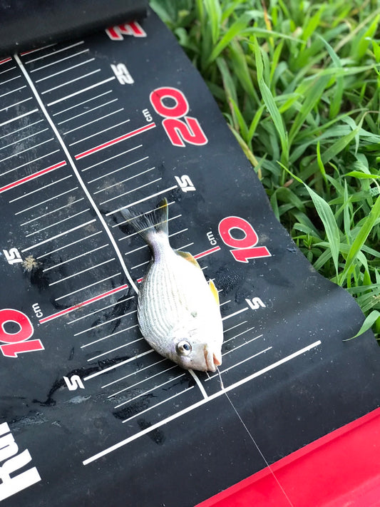 キビレの赤ちゃん?14センチ 釣れた