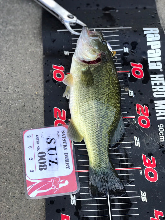 新川の ブラックバス釣れた