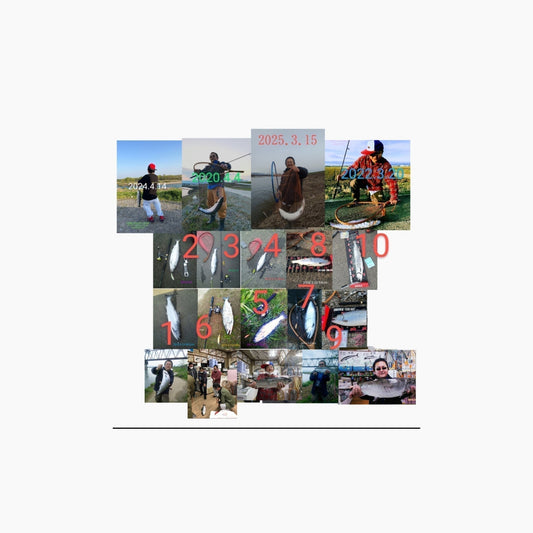 九頭竜川のサクラマス2025.3.15の続き→2011〜通算10匹目キャッチ (2020〜4匹目)まだまた頑張りますけれど