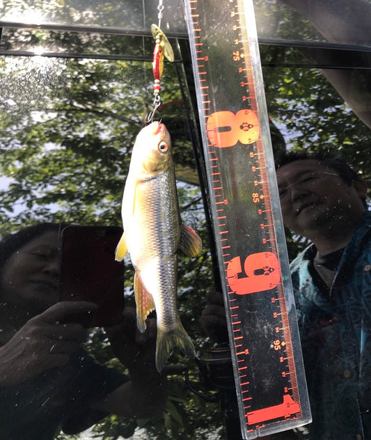 長良川 ウグイ ハヤ 絶好調
