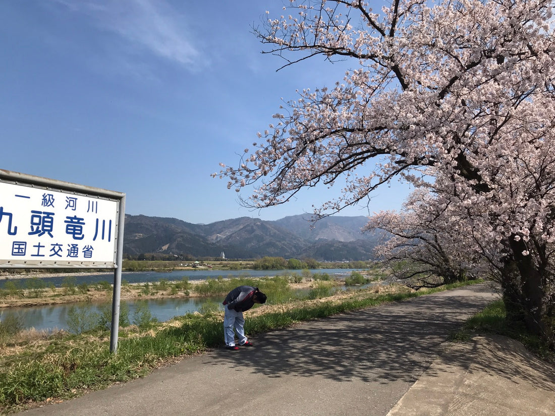 桜は満開でしたけど、サクラマスは咲かず