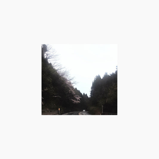桜　咲きましたね　サクラマスは空振りでしたけれど