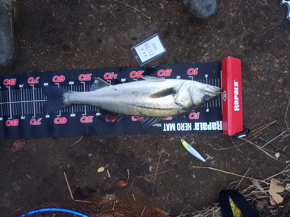 九頭竜川２０２５年１１月２９日