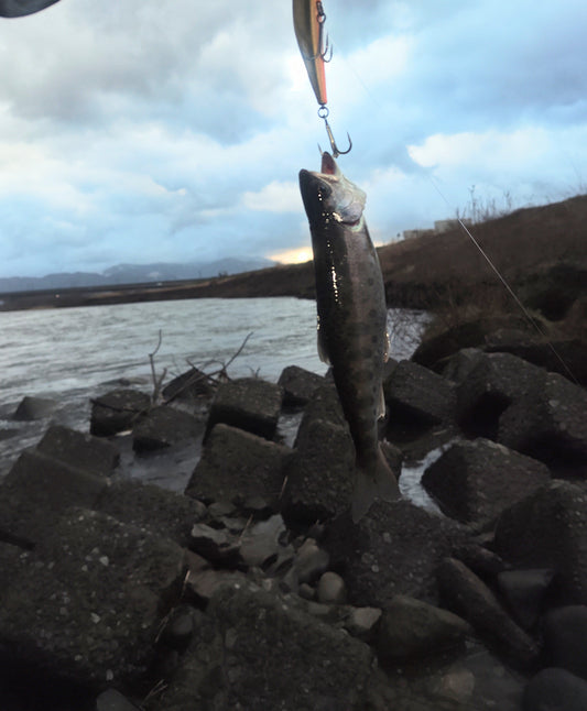 3月7日九頭竜川にて久しぶりのアタリでしたけれど、、