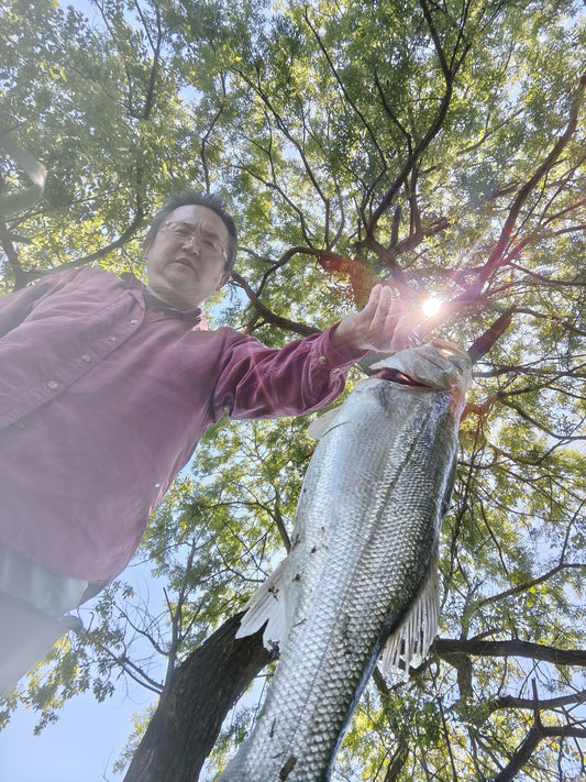 ２０２６九頭竜川5月4日〜5月5日サツキマスも釣れた〜