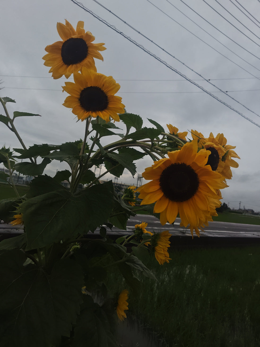 7月11日と7月12日