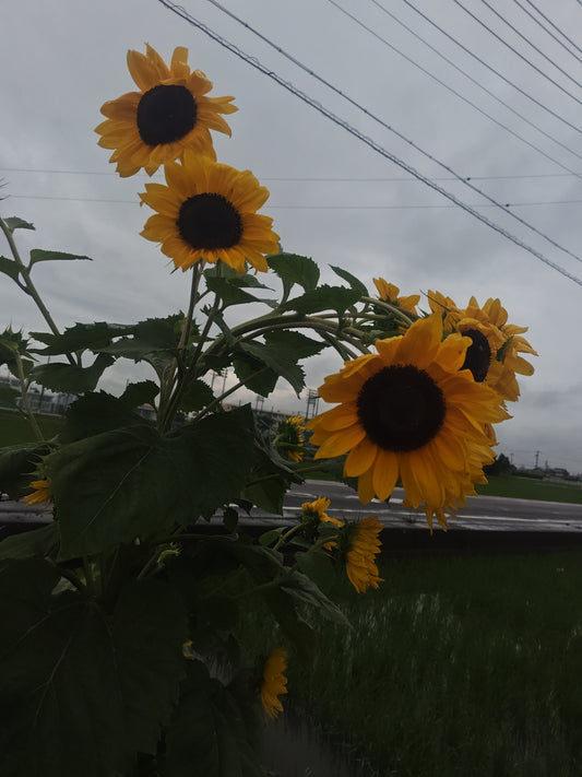 7月11日と7月12日