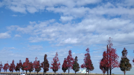 紅葉進みましたけど